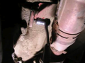 Clutch replacement guide - figure 12 - transfer box mounts.png